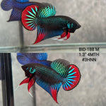 Live Male Betta Green Red Original Imbellis Wild Plakat (BID-188) High quality what you see what you get!!