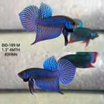 Live Male Betta Blue Mahachai Hybrid Wild Plakat (BID-189) High quality what you see what you get!!
