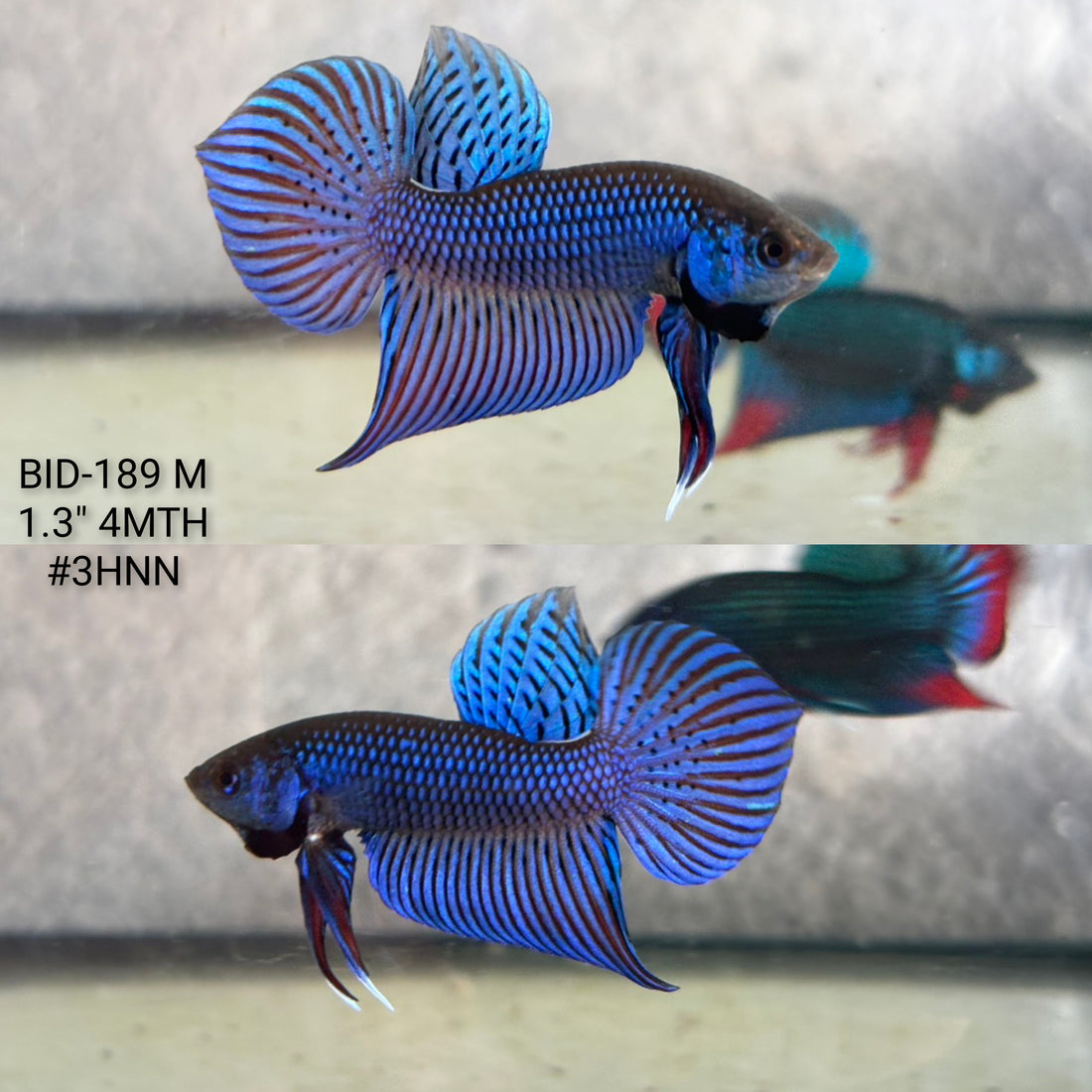 Live Male Betta Blue Mahachai Hybrid Wild Plakat (BID-189) High quality what you see what you get!!
