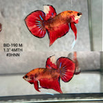 Live Male Betta Fantasy Red Splendens Hybrid Wild Plakat (BID-190) High quality what you see what you get!!