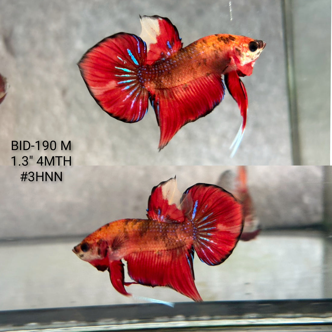 Live Male Betta Fantasy Red Splendens Hybrid Wild Plakat (BID-190) High quality what you see what you get!!