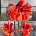 Live Male Betta Red Nemo Fire Doubletail Halfmoon Rosetail (TNK-A741) High quality What you see What you get!!
