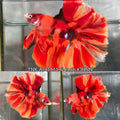 Live Male Betta Red Nemo Fire Doubletail Halfmoon Rosetail (TNK-A741) High quality What you see What you get!!