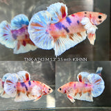 Live Male Betta Candy Koi Dumbo big ear Plakat (TNK-A743) High quality What you see What you get!!