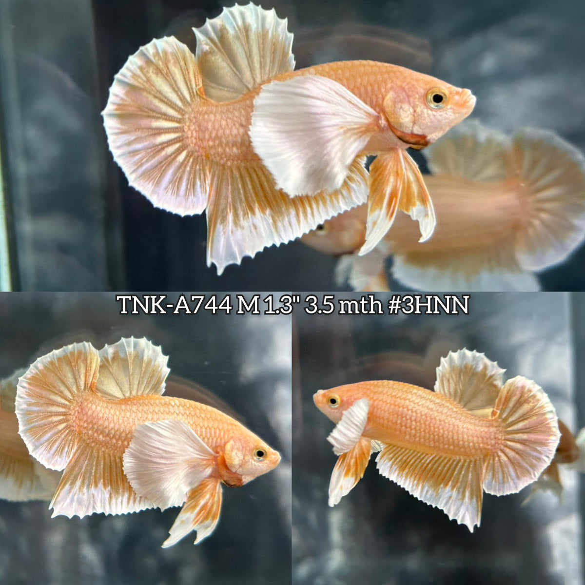 Live Male Betta Platinum Gold Colors Dumbo big ear Plakat (TNK-A744) High quality What you see What you get!!