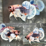 Live Male Betta Fancy Marble Dumbo big ear Plakat (TNK-A746) High quality What you see What you get!!