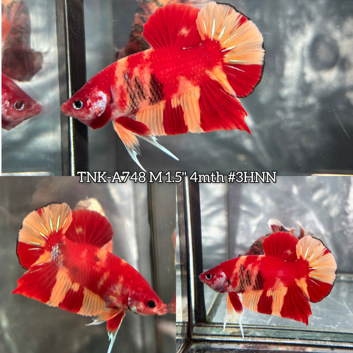 Live Male Betta Red Yellow Koi Duo Colors Plakat (TNK-A748) High quality What you see What you get!!