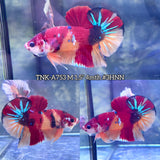 Live Male Betta Classic Nemo Koi Plakat (TNK-A753) High quality What you see What you get!!