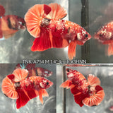 Live Male Betta Orange Red Nemo Galaxy Stardust Plakat (TNK-A754) High quality What you see What you get!!