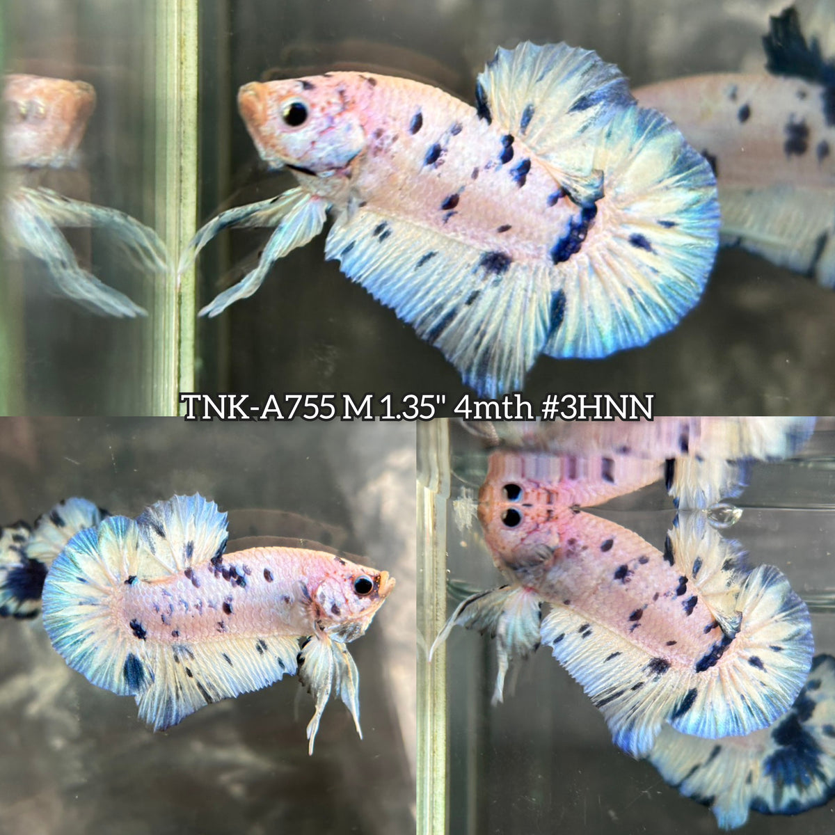 Live Male Betta Blue Marble Polkadot Plakat (TNK-A755) High quality What you see What you get!!