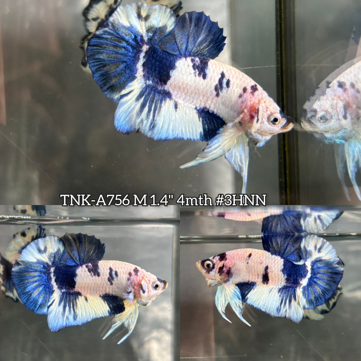 Live Male Betta Fancy Blue Marble Moo cow Plakat (TNK-A756) High quality What you see What you get!!