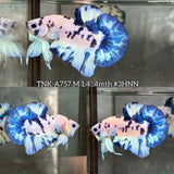 Live Male Betta Blue Marble Polkadot Plakat (TNK-A757) High quality What you see What you get!!