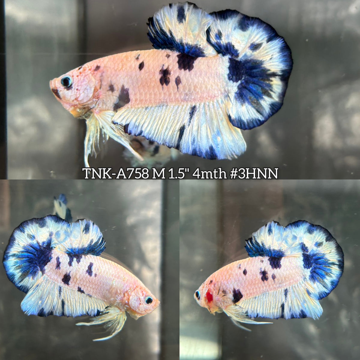 Live Male Betta Blue Marble Polkadot Plakat (TNK-A758) High quality What you see What you get!!
