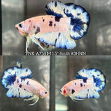 Live Male Betta Blue Marble Polkadot Plakat (TNK-A758) High quality What you see What you get!!