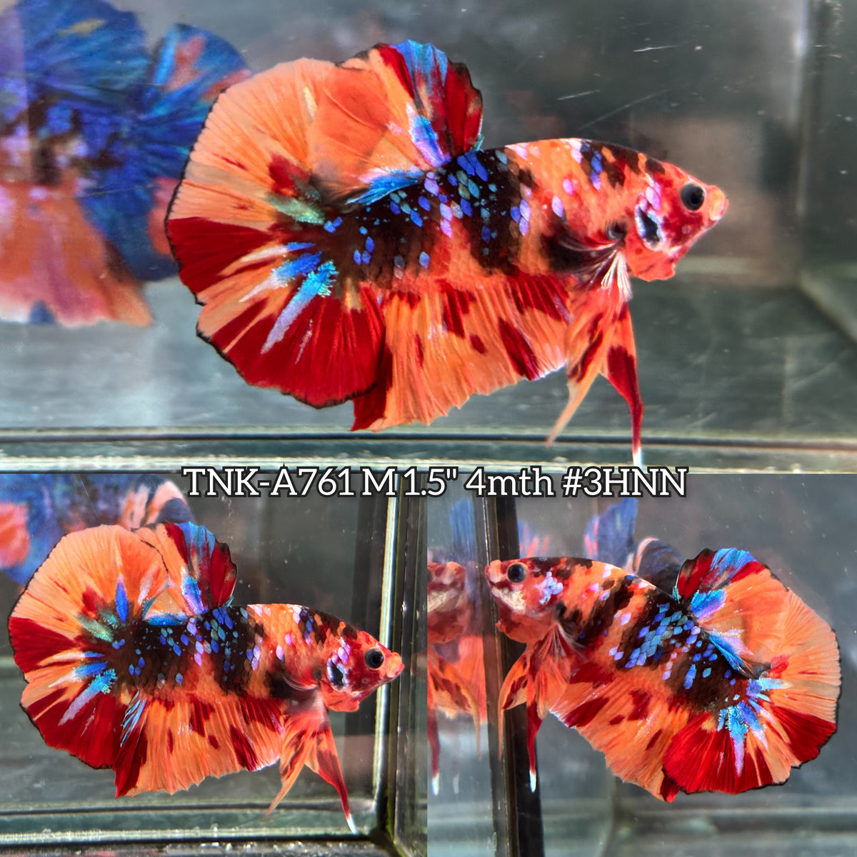 Live Male Betta Galaxy Nemo  Plakat (TNK-A761) High quality What you see What you get!!
