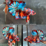 Live Male Betta Multicolors Metallic Koi Plakat (TNK-A763) High quality What you see What you get!!