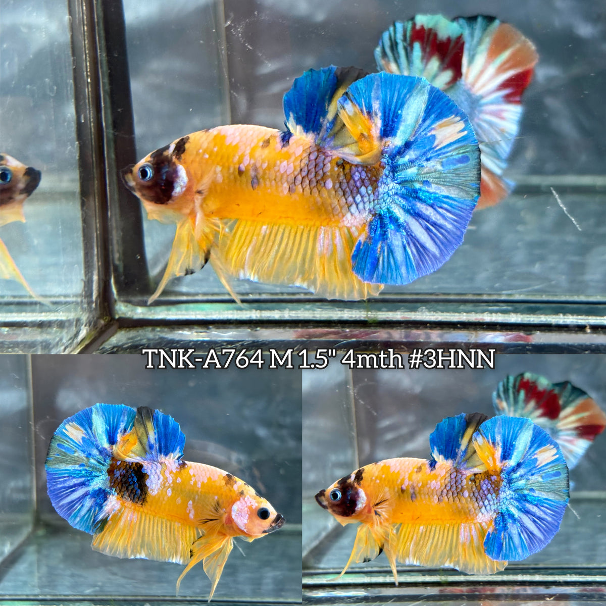 Live Male Betta Yellow Galaxy Koi Plakat (TNK-A764) High quality What you see What you get!!