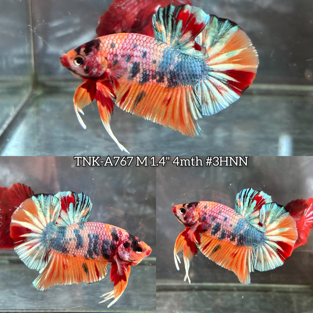 Live Male Betta Candy Nemo Mixed colors Plakat (TNK-A767) High quality What you see What you get!!