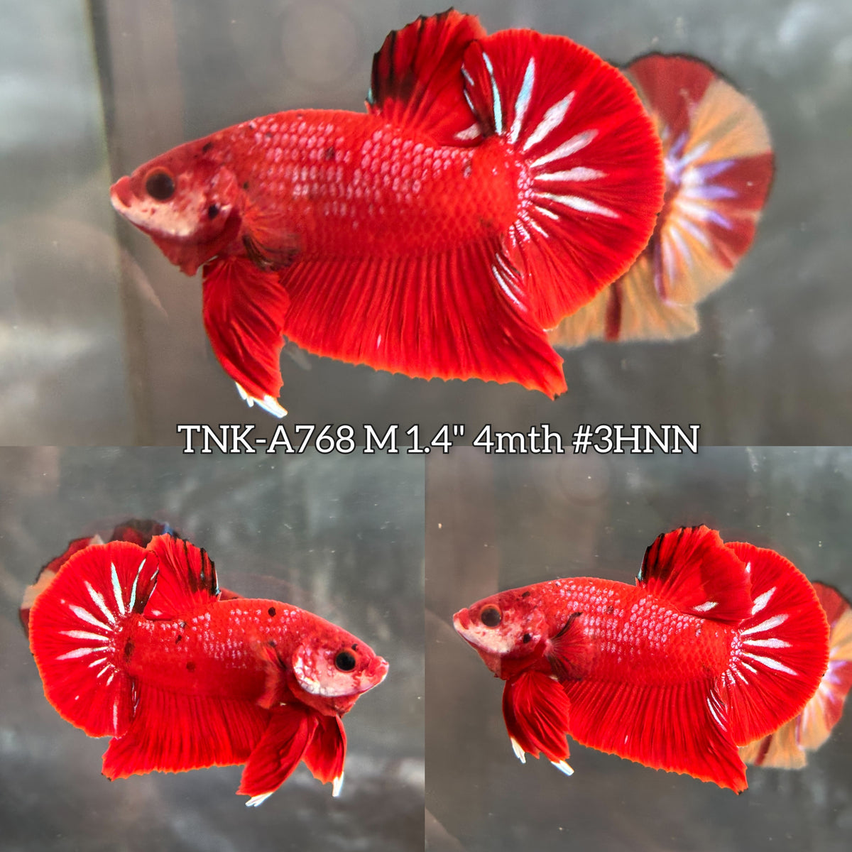 Live Male Betta Red Galaxy Koi Plakat (TNK-A768) High quality What you see What you get!!