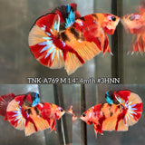 Live Male Betta Galaxy Nemo Plakat (TNK-A769) High quality What you see What you get!!