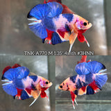 Live Male Betta Fancy Marble Three Colors Plakat (TNK-A770) High quality What you see What you get!!