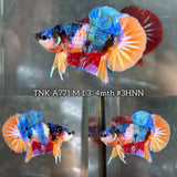 Live Male Betta Galaxy Koi Plakat (TNK-A771) High quality What you see What you get!!