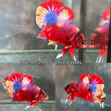 Live Male Betta Candy Koi Plakat (TNK-A772) High quality What you see What you get!!