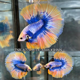 Live Male Betta Fancy Yellow Mascot Over Halfmoon (TNK-A774) High quality What you see What you get!!