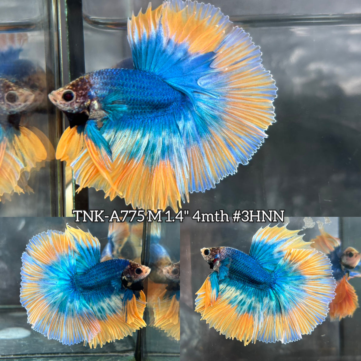 Live Male Betta Fancy Yellow Mascot Bi-colors Over Halfmoon (TNK-A775) High quality What you see What you get!!