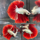 Live Male Betta Red Snow Dragon Over Halfmoon (TNK-A776) High quality What you see What you get!!