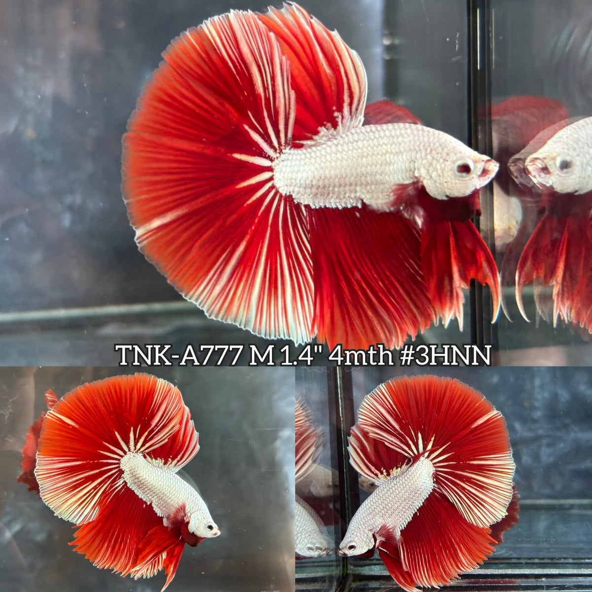 Live Male Betta Red Snow Dragon Over Halfmoon (TNK-A777) High quality What you see What you get!!