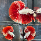 Live Male Betta Red Snow Dragon Over Halfmoon (TNK-A777) High quality What you see What you get!!