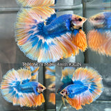Live Male Betta Fancy Yellow Mascot Over Halfmoon (TNK-A778) High quality What you see What you get!!