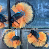 Live Male Betta Yellow Black Mustard Over Halfmoon (TNK-A779) High quality What you see What you get!!
