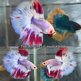 Live Male Betta Fancy Purple Pink Over Halfmoon (TNK-A780) High quality What you see What you get!!