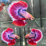 Live Male Betta Fancy Red Purple Lavender Over Halfmoon (TNK-A782) High quality What you see What you get!!