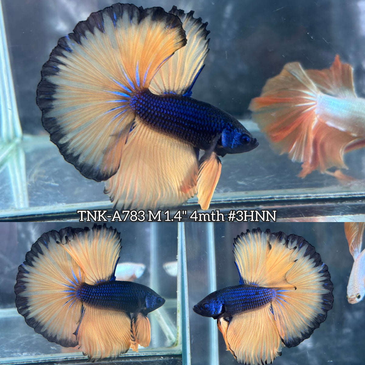 Live Male Betta Yellow Blue Mustard Over Halfmoon (TNK-A783) High quality What you see What you get!!