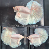 Live Male Betta Platinum White Solid color Halfmoon (TNK-A784) High quality What you see What you get!!