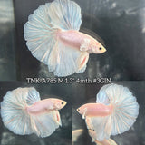 Live Male Betta Platinum White Solid color Halfmoon (TNK-A785) High quality What you see What you get!!