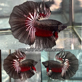 Live Male Betta Black Red Copper Dark scale Halfmoon (TNK-A787) High quality What you see What you get!!