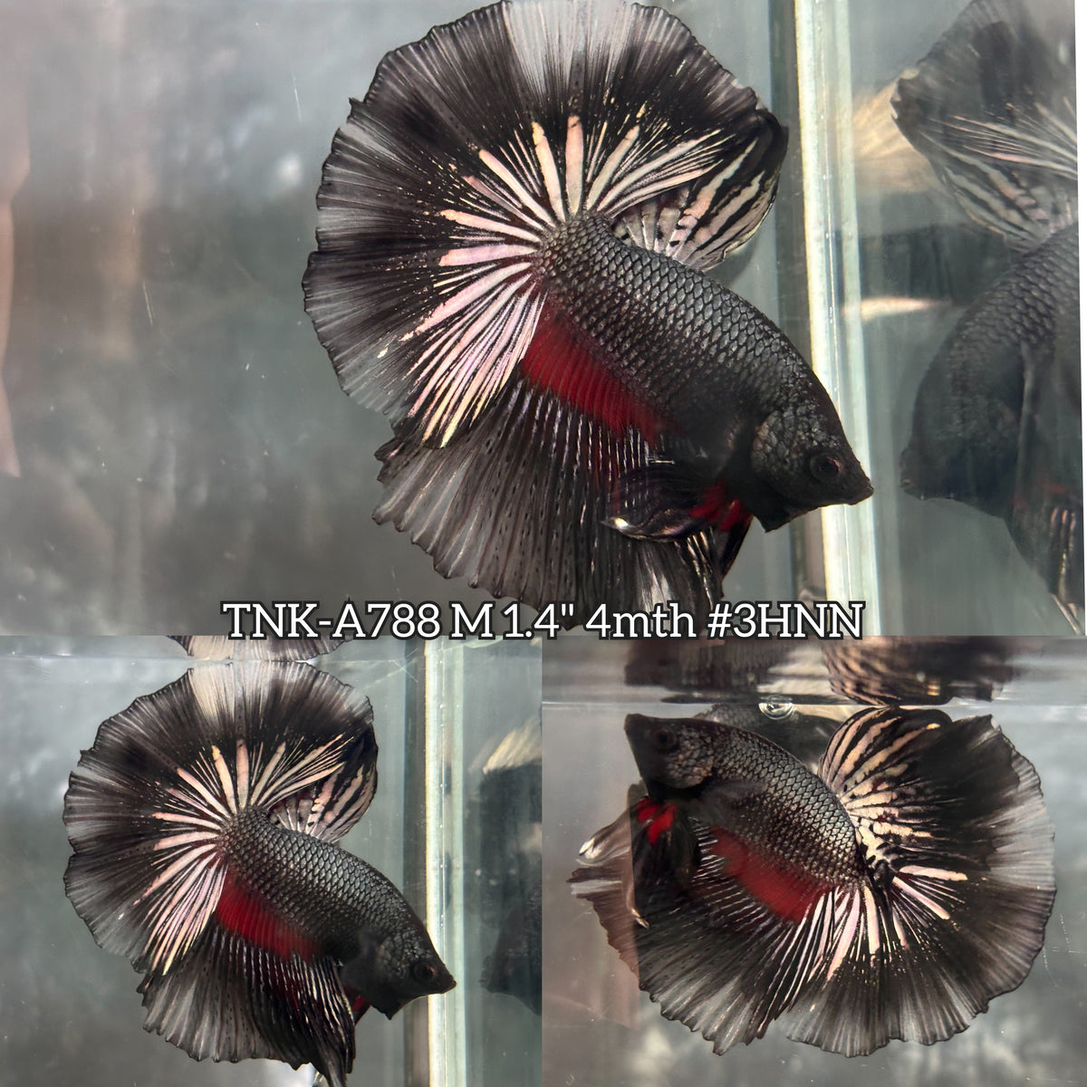 Live Male Betta Black Red Copper Dragon Over Halfmoon (TNK-A788) High quality What you see What you get!!