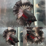 Live Male Betta Black Red Copper Dragon Over Halfmoon (TNK-A788) High quality What you see What you get!!