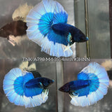 Live Male Betta Blue Butterfly Halfmoon (TNK-A790) High quality What you see What you get!!