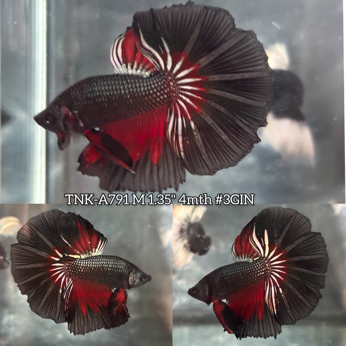 Live Male Betta Black Red Devil Copper Dark Over Halfmoon (TNK-A791) High quality What you see What you get!!