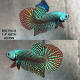 Live Male Betta Green Alien Hybrid Wild Plakat (BID-194) High quality What you see What you get!!