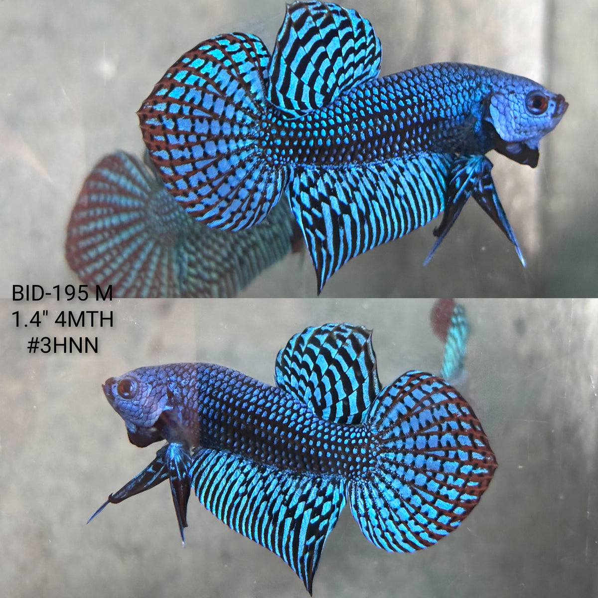 Live Male Betta Royal Blue Alien Hybrid Wild Plakat (BID-195) High quality What you see What you get!!