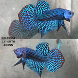 Live Male Betta Royal Blue Alien Hybrid Wild Plakat (BID-195) High quality What you see What you get!!