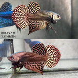 Live Male Betta Copper Alien Hybrid Wild Plakat (BID-197) High quality What you see What you get!!