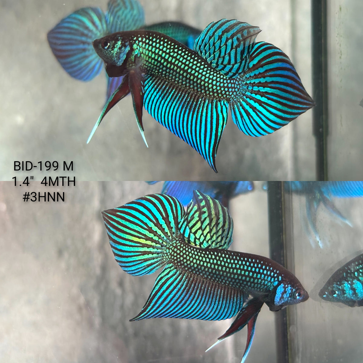 Live Male Betta Green Original Mahachai Wild Plakat (BID-199) High quality What you see What you get!!