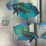 Live Male Betta Green Original Mahachai Wild Plakat (BID-199) High quality What you see What you get!!